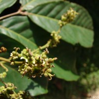 Nephelium lappaceum L.